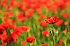 _MG_1276 Poppy field